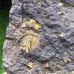 Eccaparadoxides pusillus
